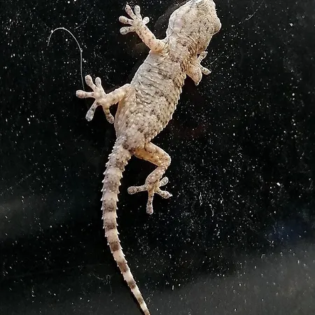 Apartman Piano Taurize