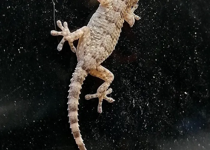 Apartment Piano Taurize